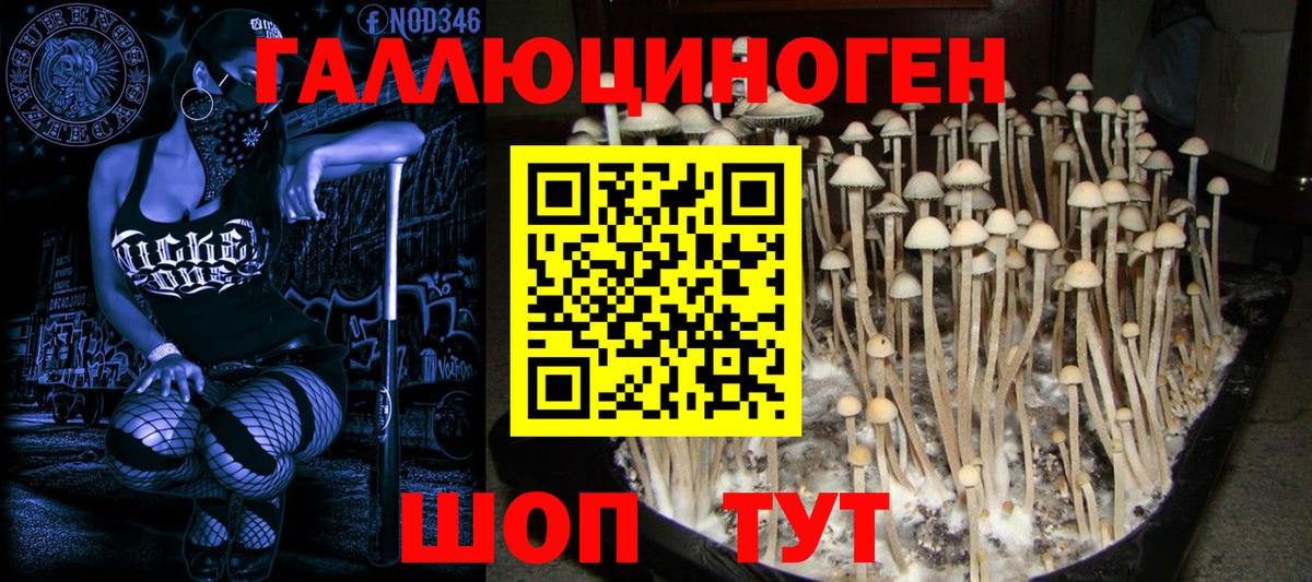 Псилоцибиновые грибы Psilocybine cubensis  купить наркотики цена  Канаш  Вход с VPN 